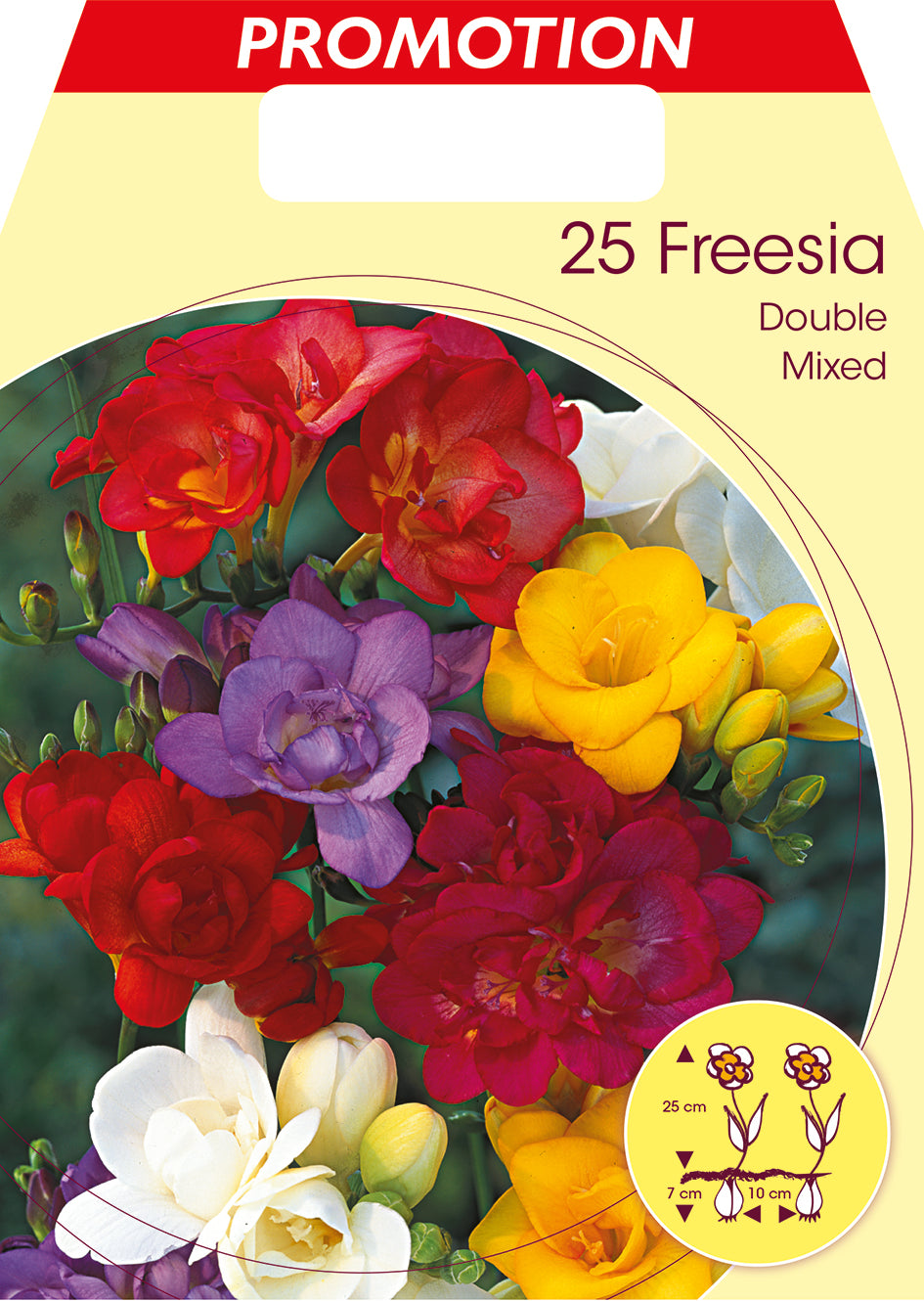 FREESIA DOUBLE MIX (CONFEZIONE DA 25 BULBI)