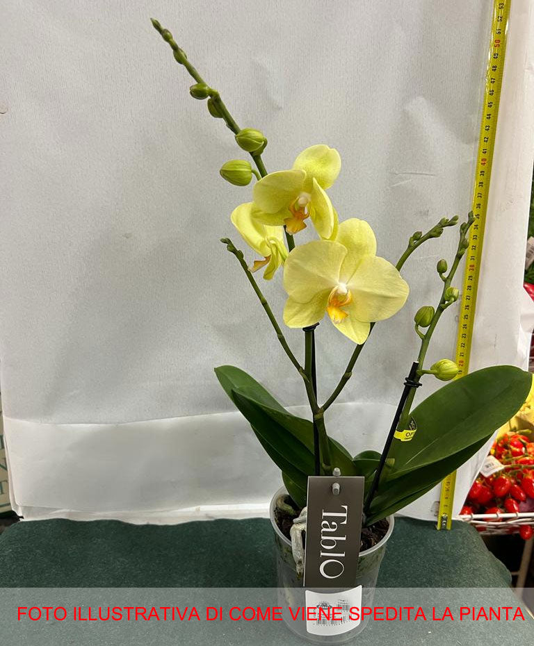 ORCHIDEA PHALAENOPSIS TABLO GIALLO LIMONCELLO VASO 12CM