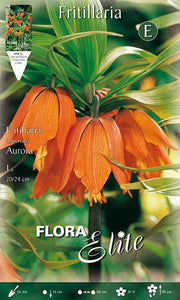 FRITILLARIA AURORA (CONFEZIONE DA 1 BULBO)