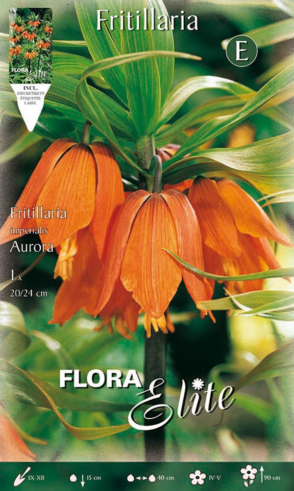 FRITILLARIA AURORA (CONFEZIONE DA 1 BULBO)