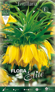 FRITILLARIA LUTEA (CONFEZIONE DA 1 BULBO)