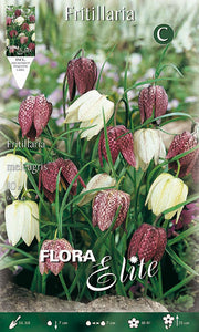 FRITILLARIA MELEAGRIS (CONFEZIONE DA 10 BULBI)