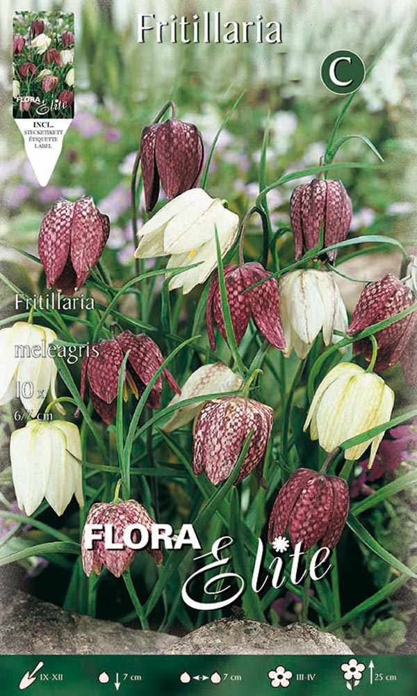 FRITILLARIA MELEAGRIS (CONFEZIONE DA 10 BULBI)