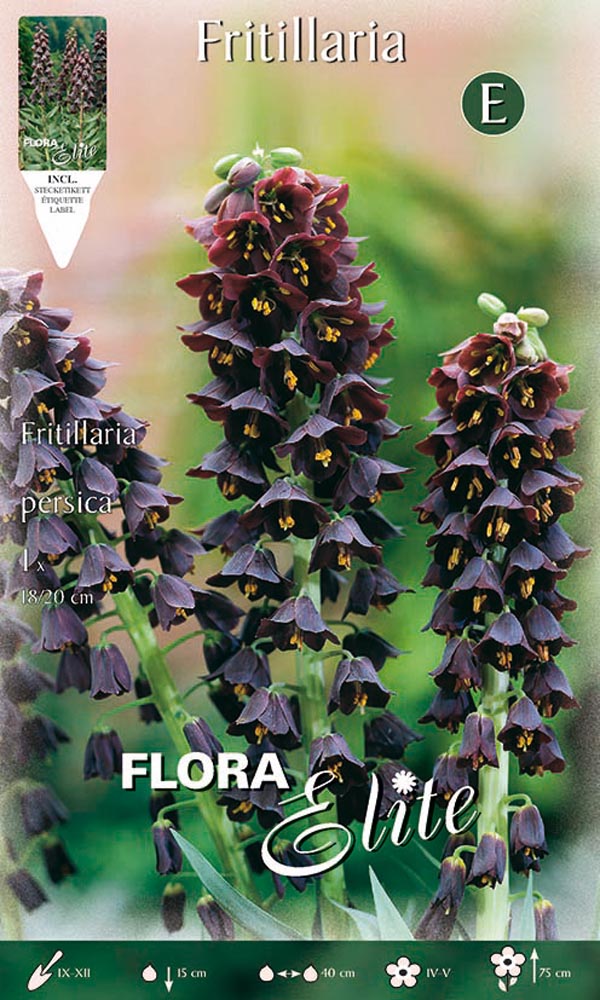 FRITILLARIA PERSICA (CONFEZIONE DA 1 BULBO)