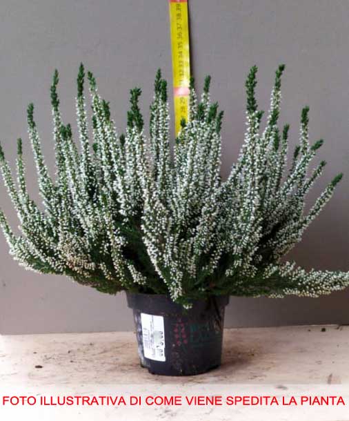 OFFERTA 3 PIANTE DI CALLUNA ERICA VASO 12CM