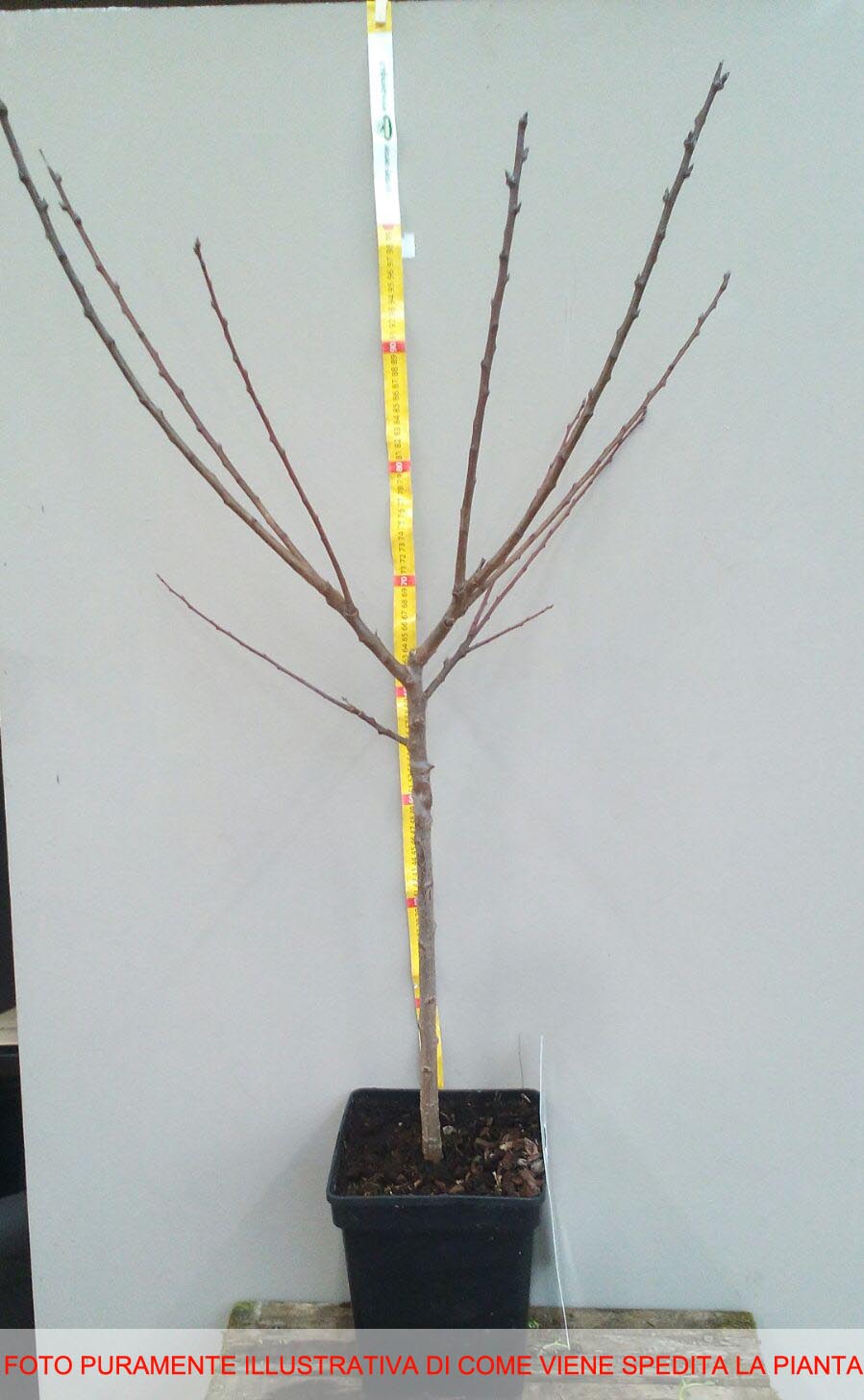 PERO BEURRE HARDY NANO IN VASO 19CM