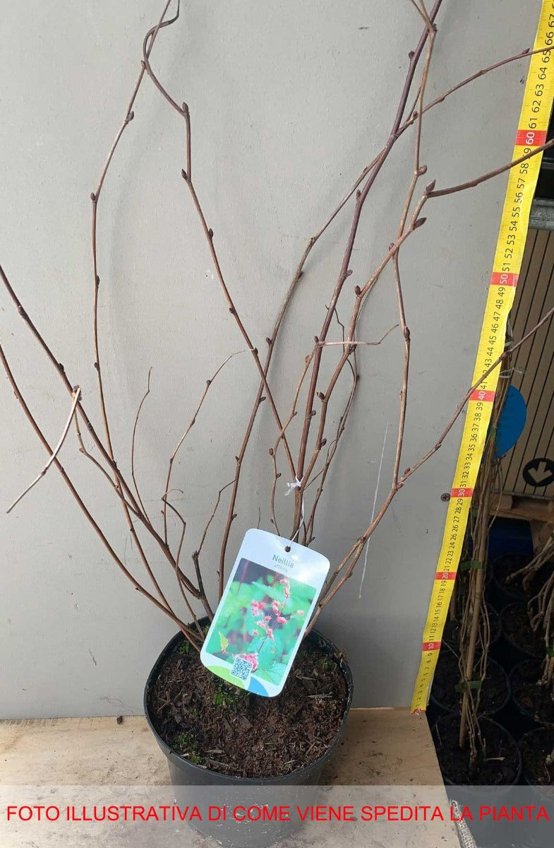 NEILLIA AFFINIS VASO 19CM