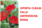 OFFERTA 15 BULBI CALLA ZANTEDESCHIA ROSSA