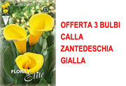 OFFERTA 3 BULBI CALLA ZANTEDESCHIA GIALLA
