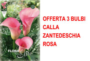 OFFERTA 3 BULBI CALLA ZANTEDESCHIA ROSA