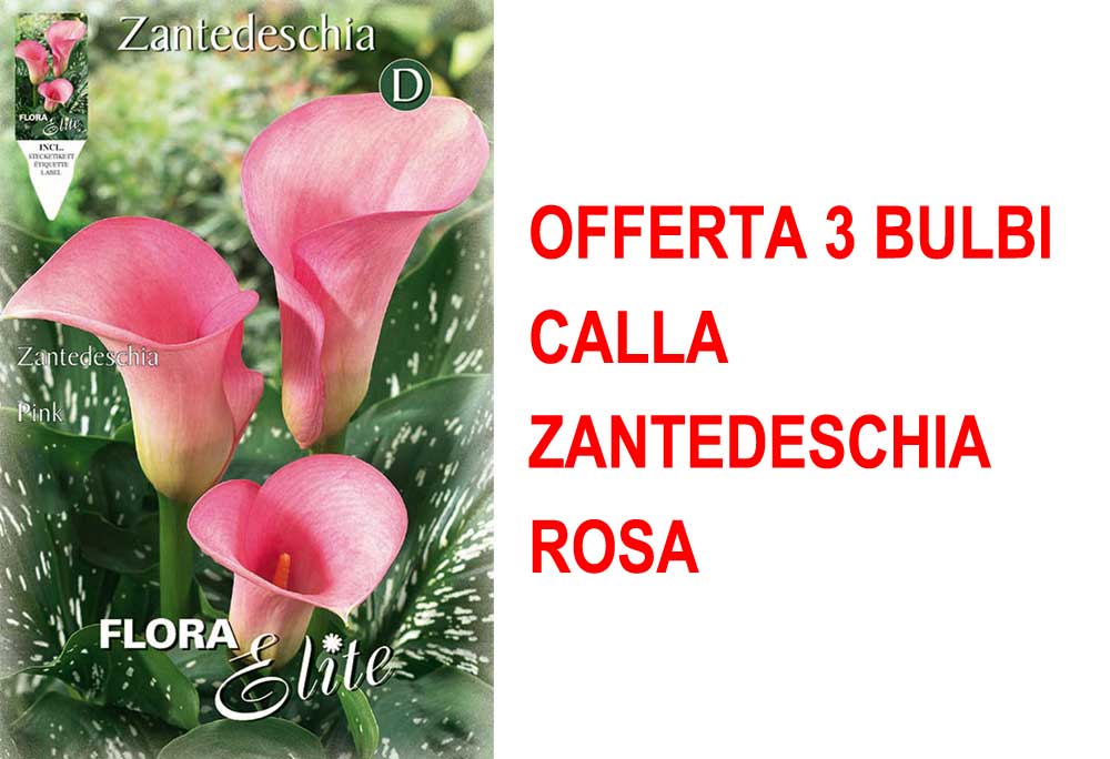 OFFERTA 3 BULBI CALLA ZANTEDESCHIA ROSA