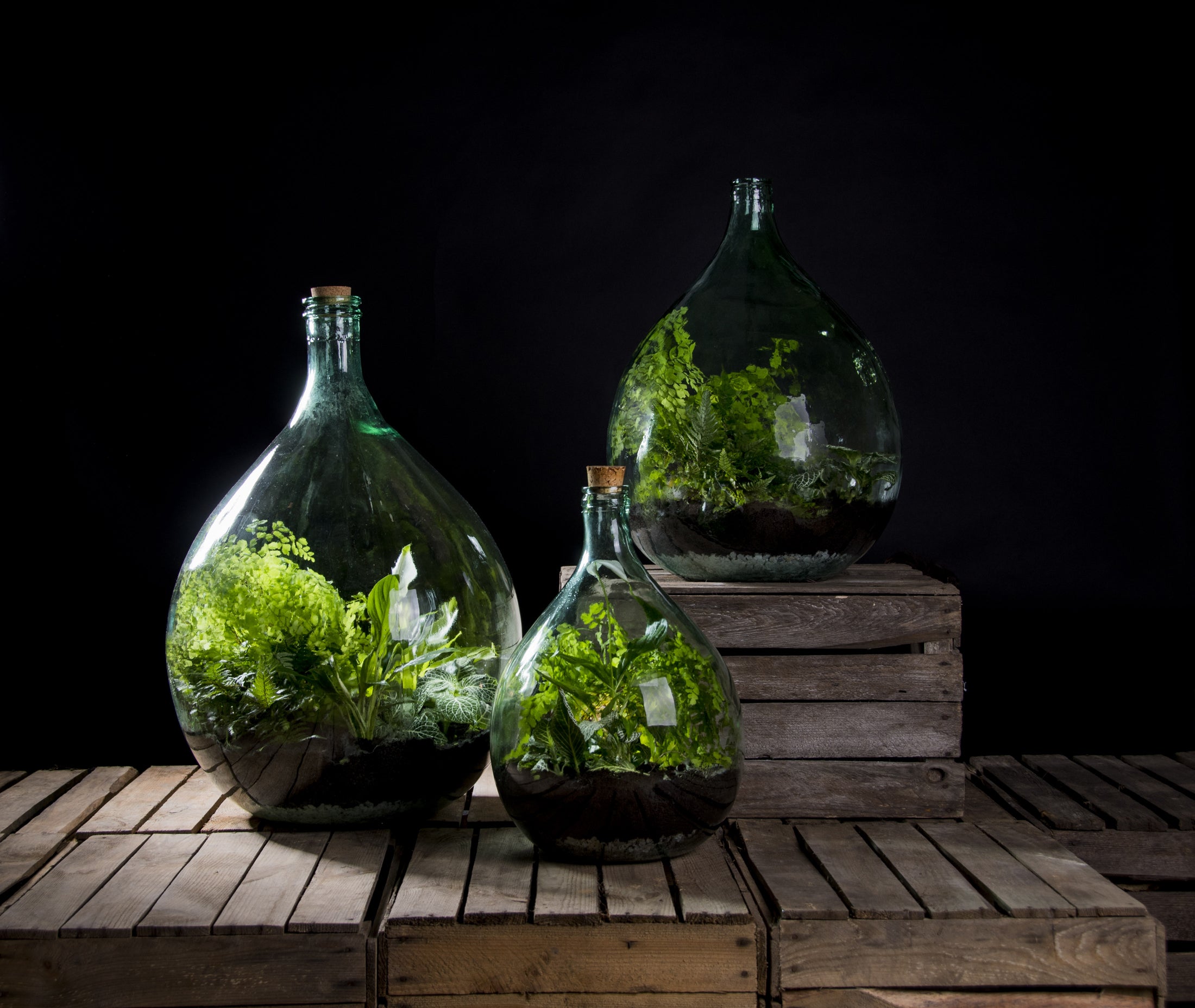 SET 2 ATTREZZI TELESCOPICI PER ECOSISTEMA TERRARIUM