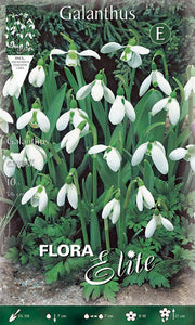 GALANTHUS ELWESII (CONFEZIONE DA 10 BULBI)