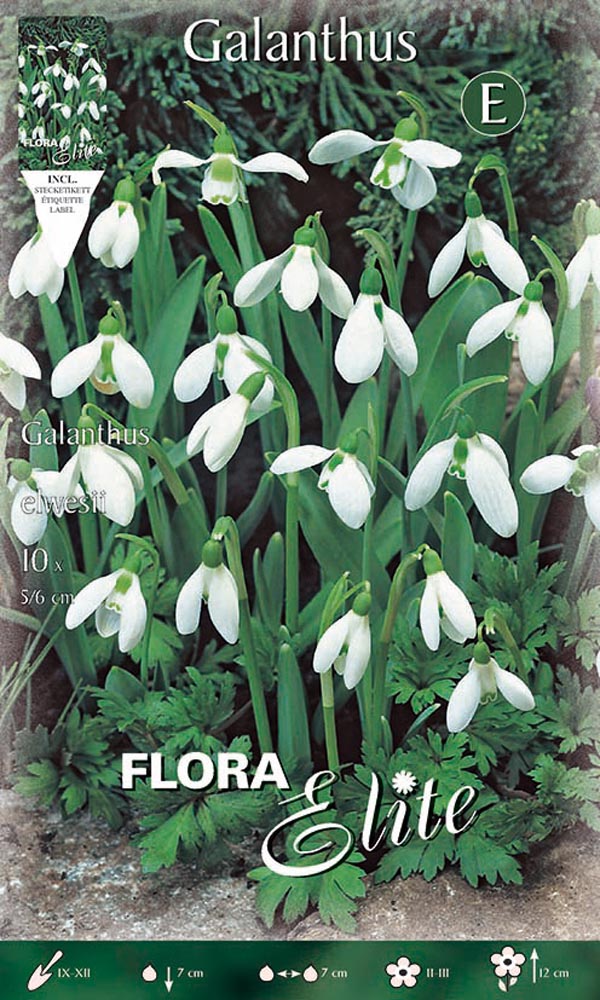 GALANTHUS ELWESII (CONFEZIONE DA 10 BULBI)