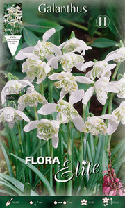 GALANTHUS NIVALIS FLORE PLENO (CONFEZIONE DA 10 BULBI)