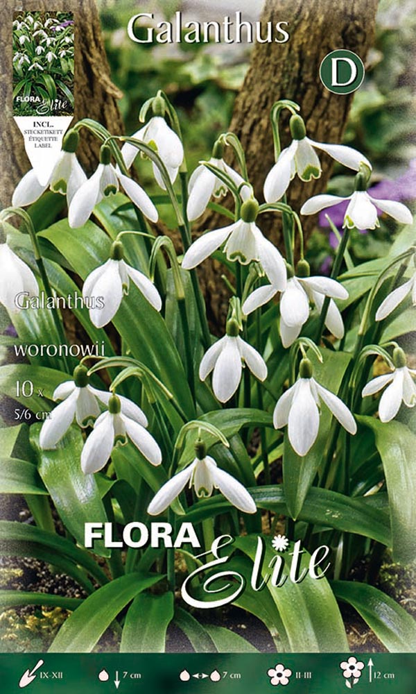 GALANTHUS WORONOWII (CONFEZIONE DA 10 BULBI
