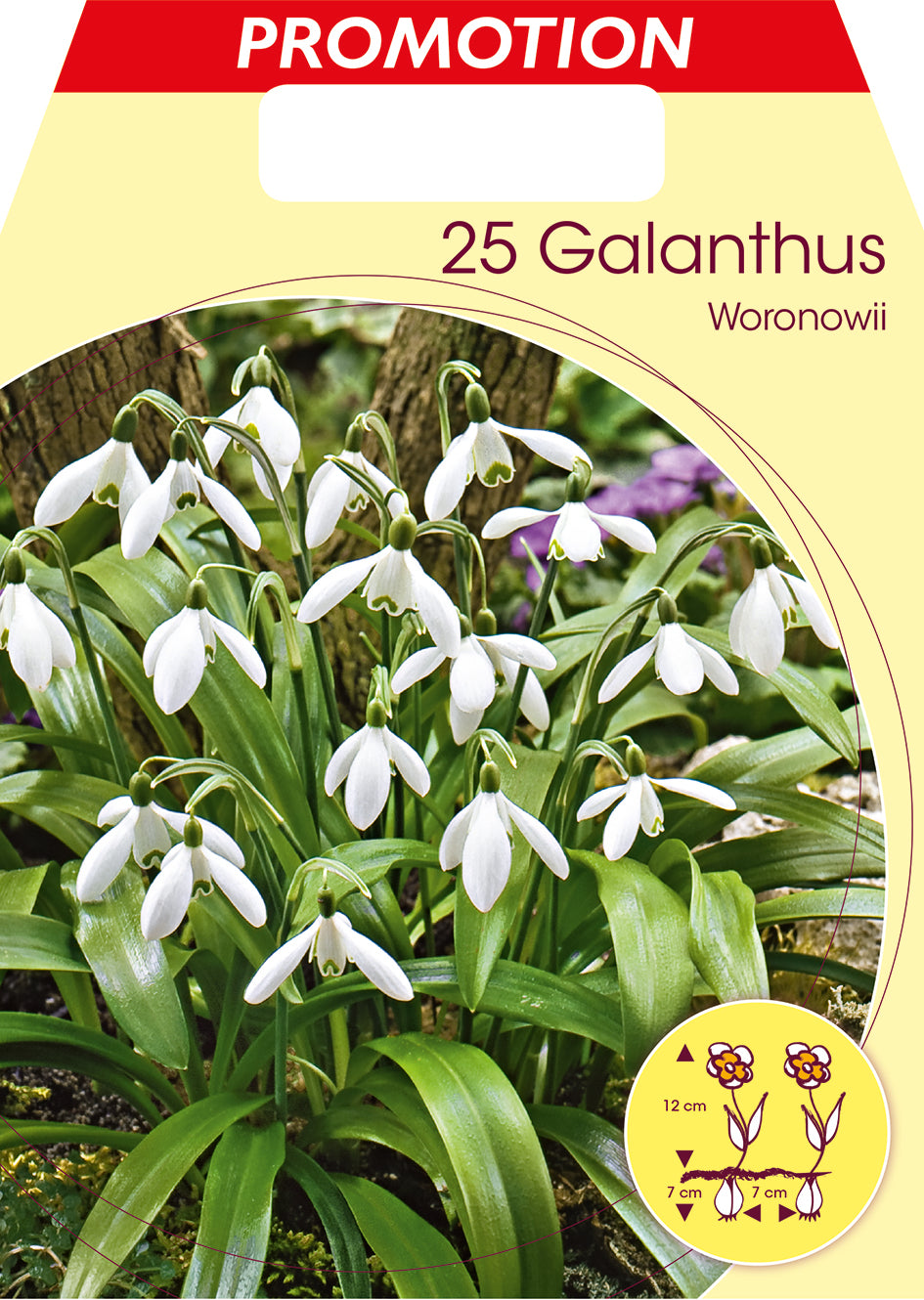 GALANTHUS WORONOWII (CONFEZIONE DA 25 BULBI