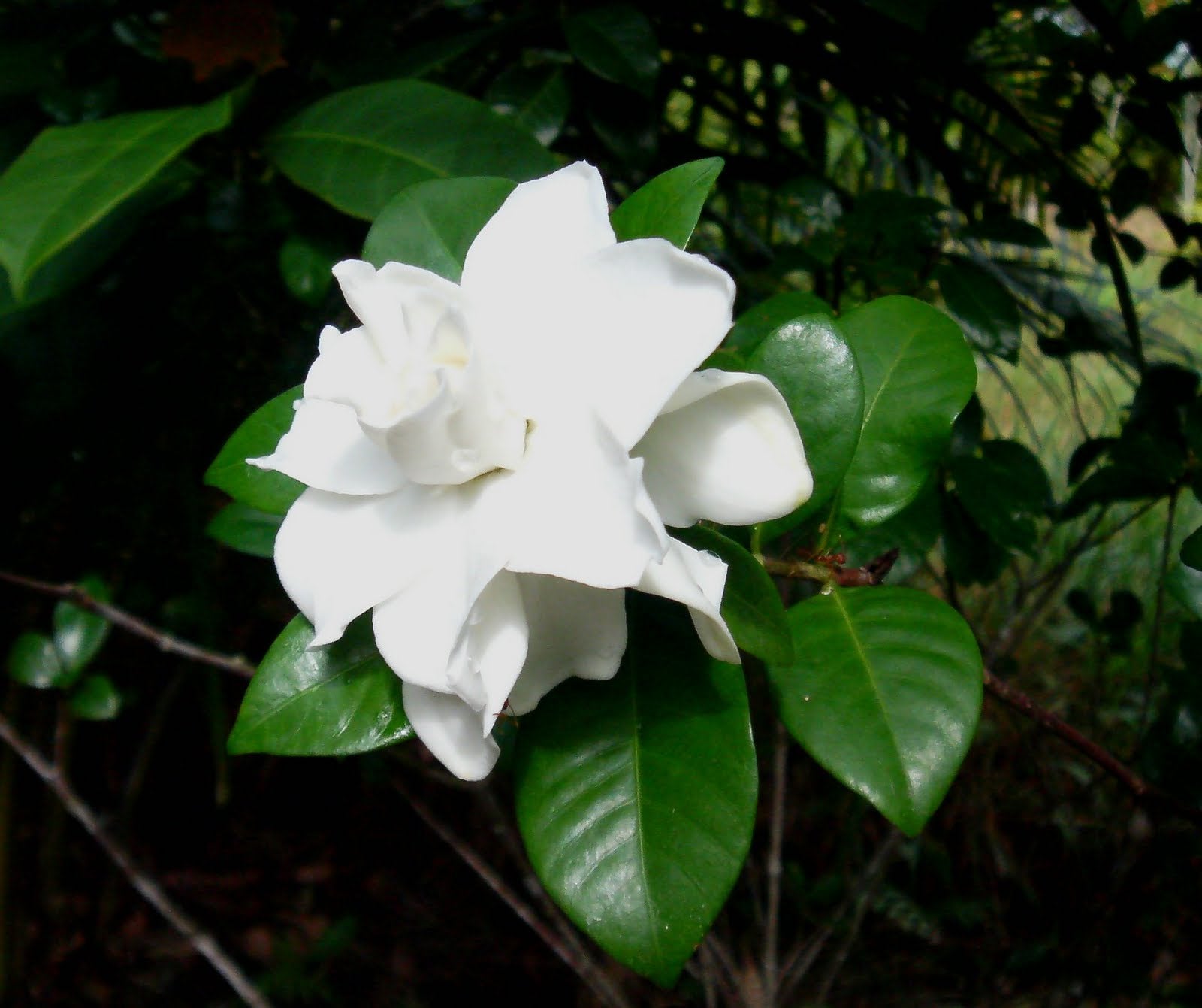 GARDENIA VASO 14CM