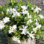 GARDENIA JASMINOIDES CELESTIAL STAR VASO 18CM