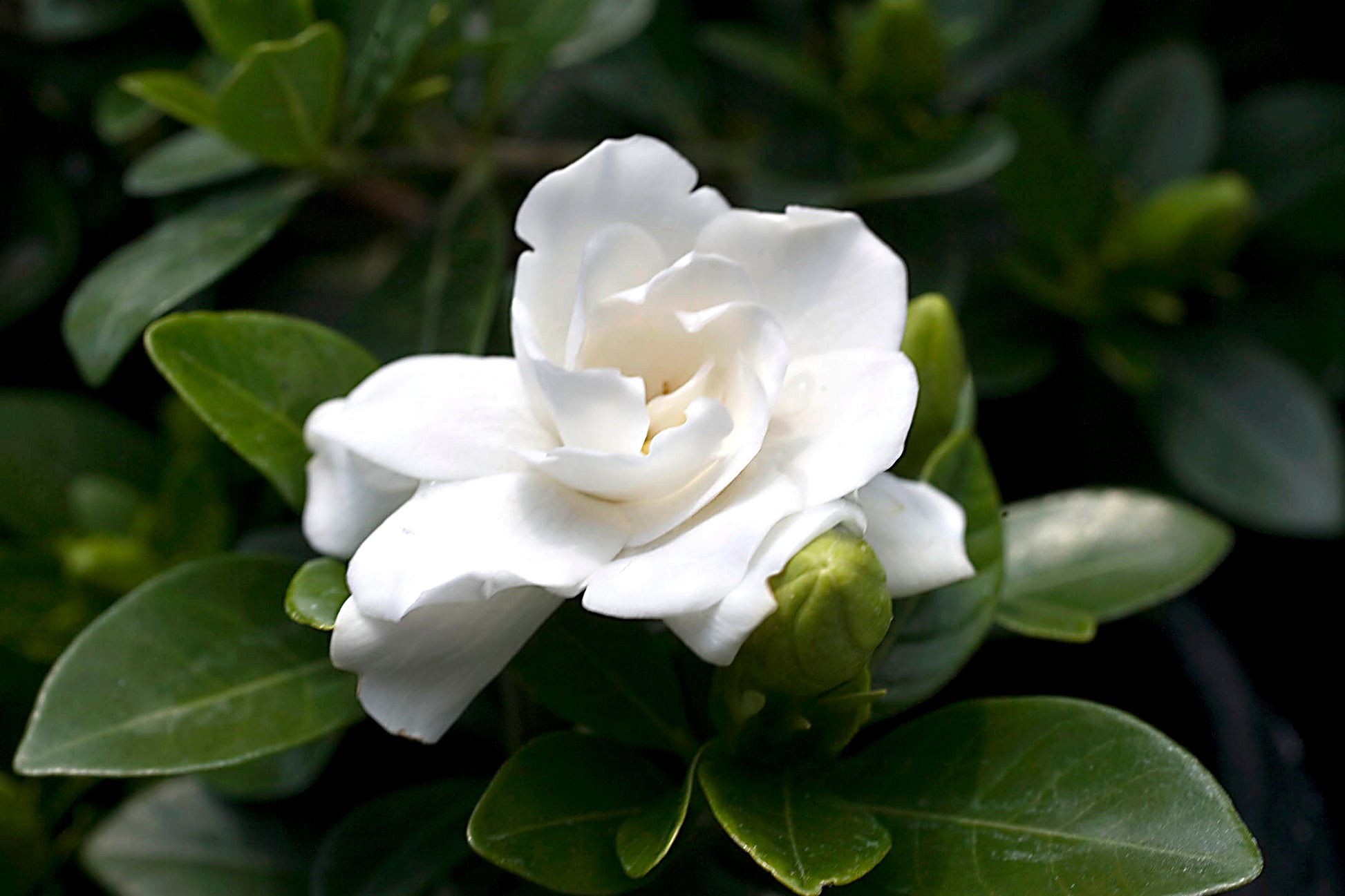 GARDENIA VASO 14CM
