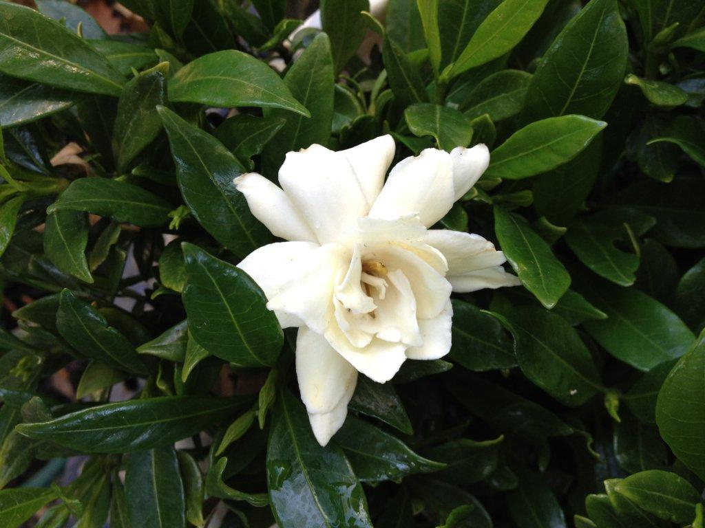 GARDENIA RADICANS RADICANTE VASO 16CM