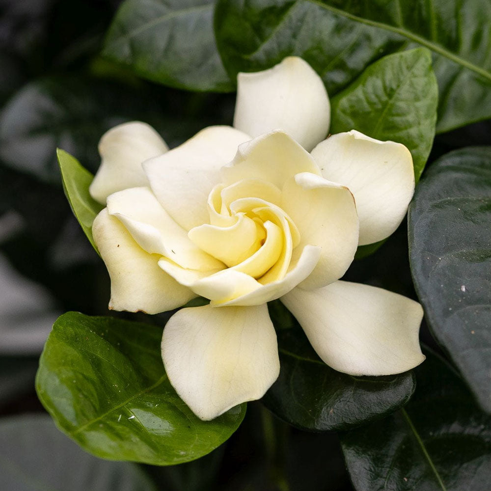 GARDENIA JASMINOIDES IN VASO 17CM