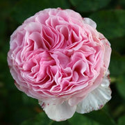 ROSA GARTENTRAUME IN VASO 19CM