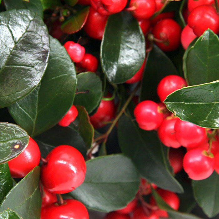 GAULTHERIA PROCUMBENS BIG BERRY VASO 11CM