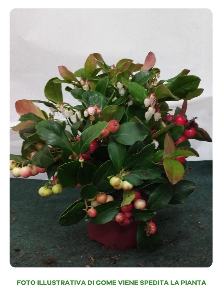 GAULTHERIA PROCUMBENS BIG BERRY VASO 11CM