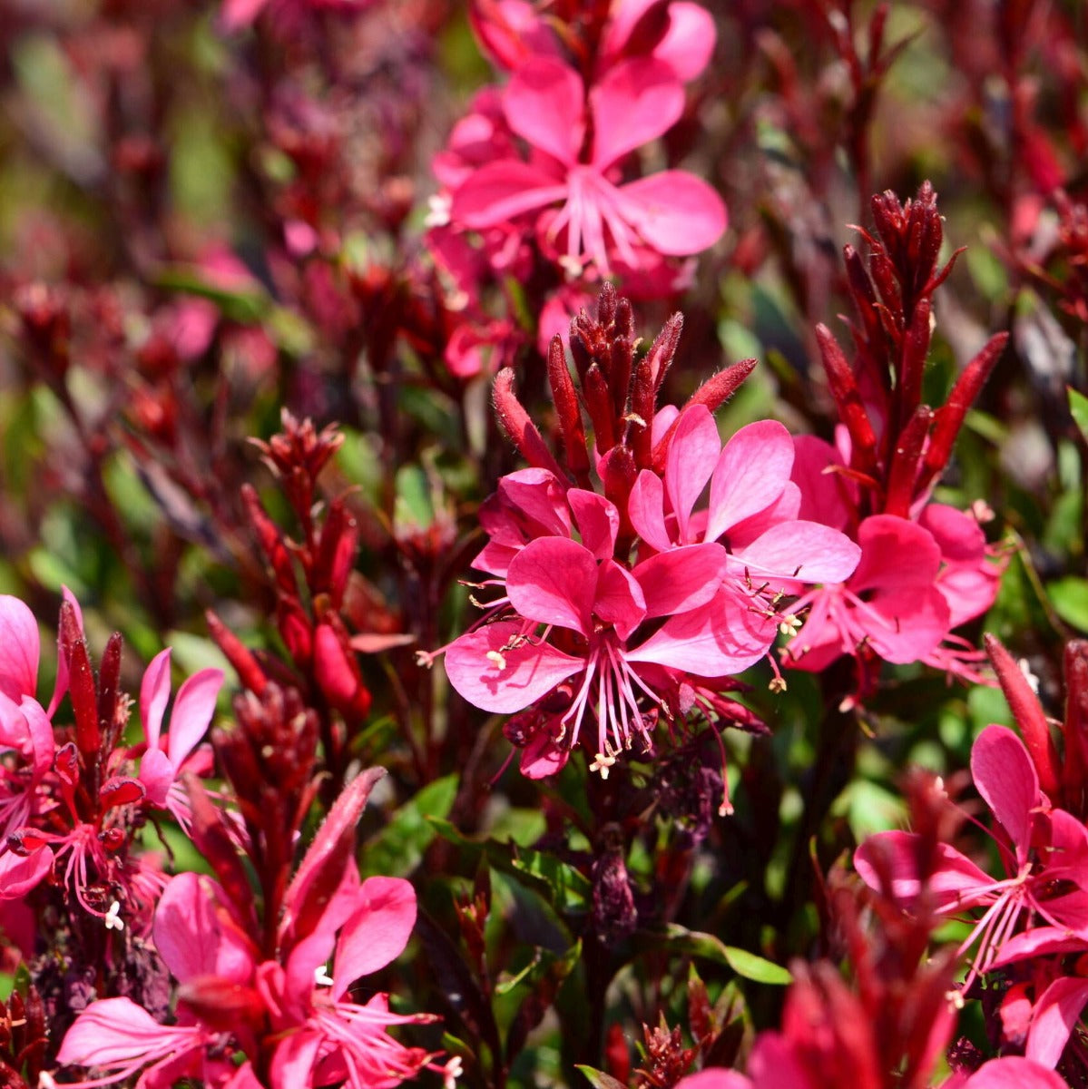 GAURA LINDHEIMERII GAUDI RED VASO 17CM