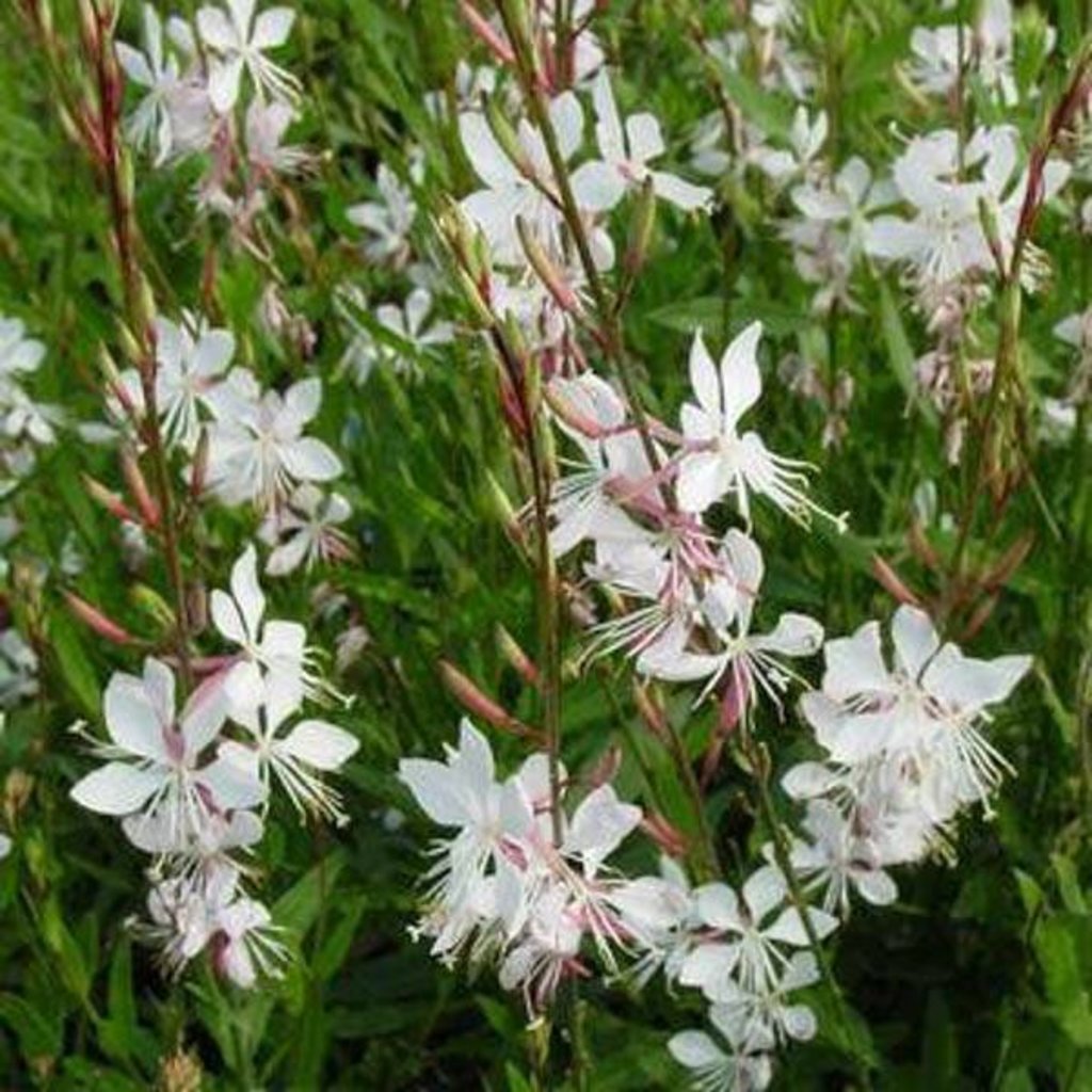GAURA WHIRLING BUTTERFLY VASO 17CM