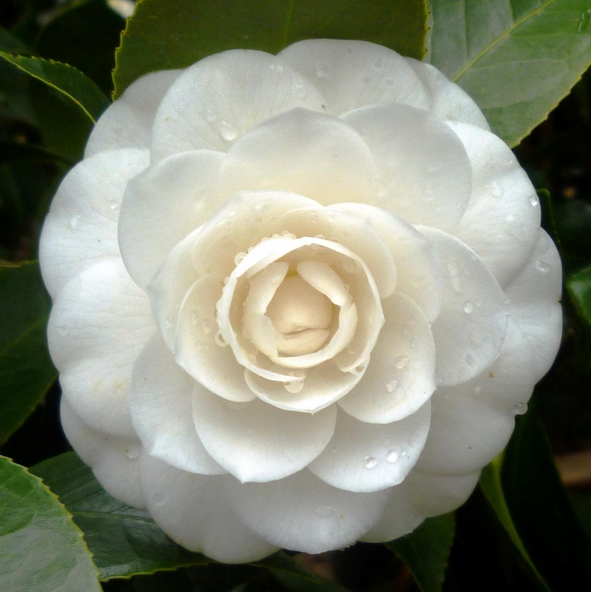 CAMELIA JAPONICA BIANCA VASO 17CM