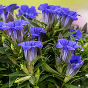 GENTIANA SCABRA IN VASO 10CM