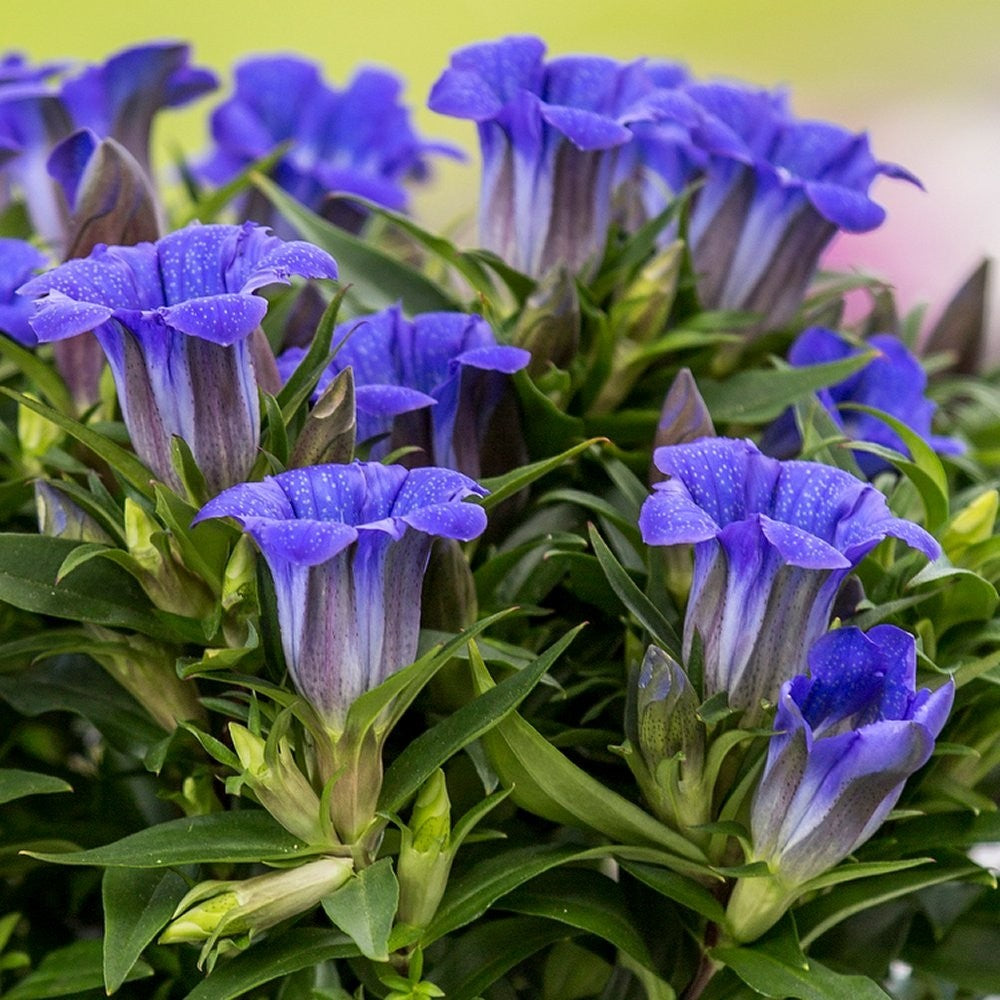 GENTIANA SCABRA IN VASO 10CM