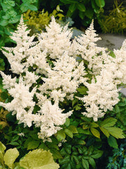 ASTILBE JAPONICA DEUTSCHLAND 19CM