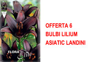 OFFERTA 6 BULBI LILIUM ASIATIC LANDINI
