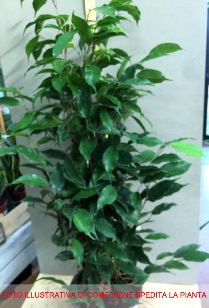 FICUS VASO 17CM