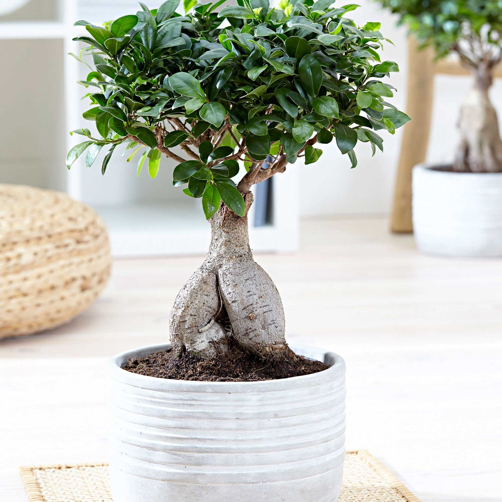 FICUS MICROCARPA GINSENG VASO 17CM