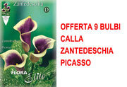 OFFERTA 9 BULBI CALLA ZANTEDESCHIA PICASSO