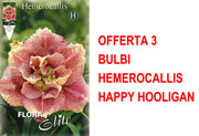 OFFERTA 3 BULBI HEMEROCALLIS HAPPY HOOLIGAN