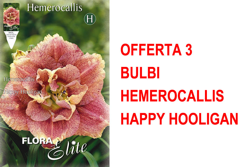 OFFERTA 3 BULBI HEMEROCALLIS HAPPY HOOLIGAN