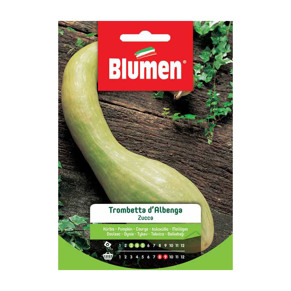 SEMI ZUCCA TROMBETTA D'ALBENGA BLUMEN