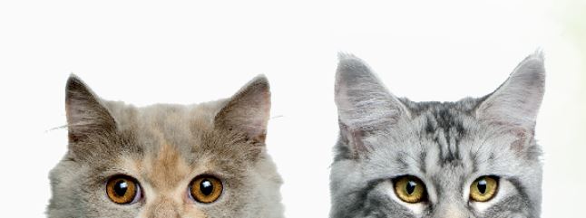 OASY MORE LOVE CIBO UMIDO IN LATTINA PER GATTI SPECIALITA' NATURALI GUSTO A SCELTA 70 GRAMMI
