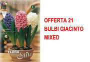 OFFERTA 21 BULBI GIACINTO MIXED