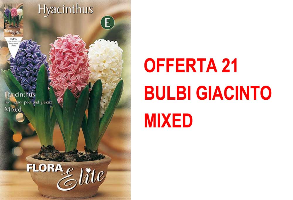 OFFERTA 21 BULBI GIACINTO MIXED