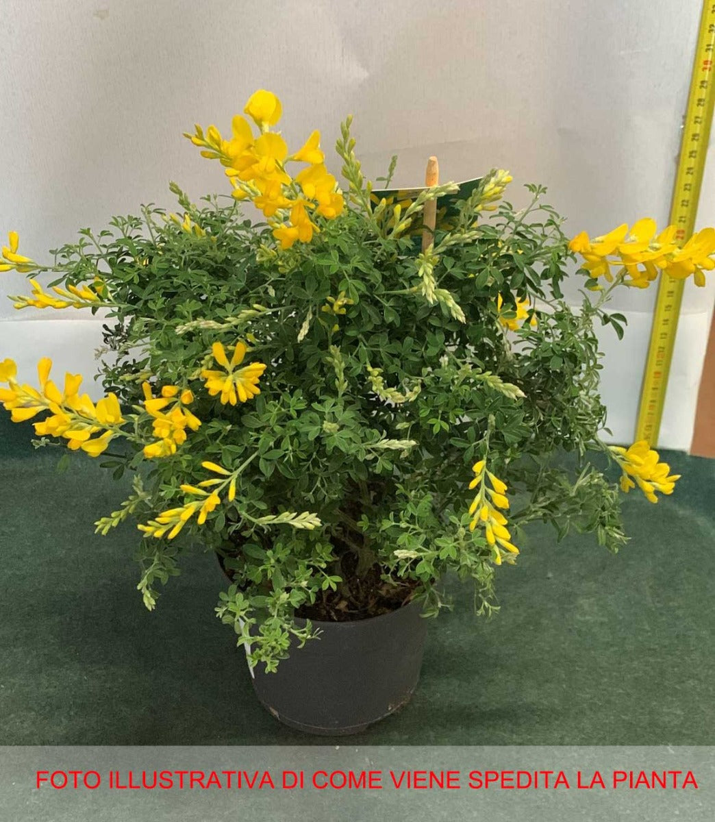 GINESTRA GENISTA SPACHIANA IN VASO 13CM