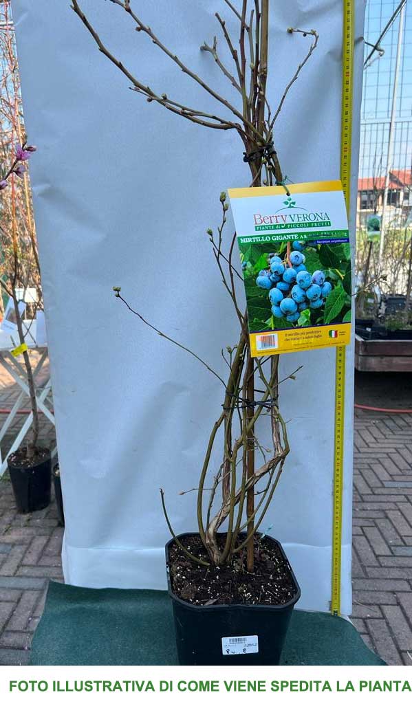 MIRTILLO GIGANTE PRECOCE IN VASO 18CM