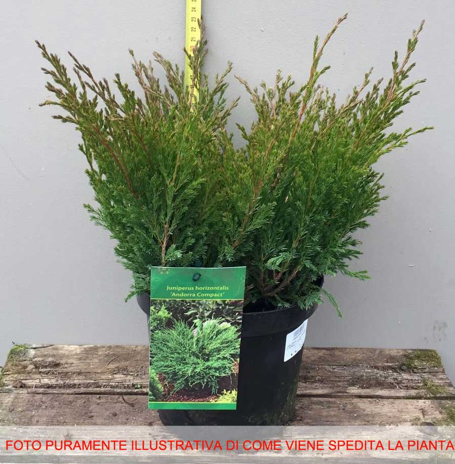 JUNIPERUS GINEPRO ANDORRA COMPACTA IN VASO 17CM
