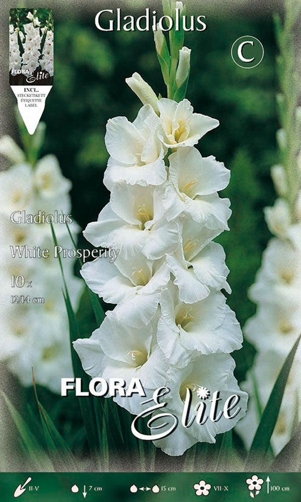 OFFERTA 70 BULBI GLADIOLI A FIORI GRANDI WHITE PROSPERITY