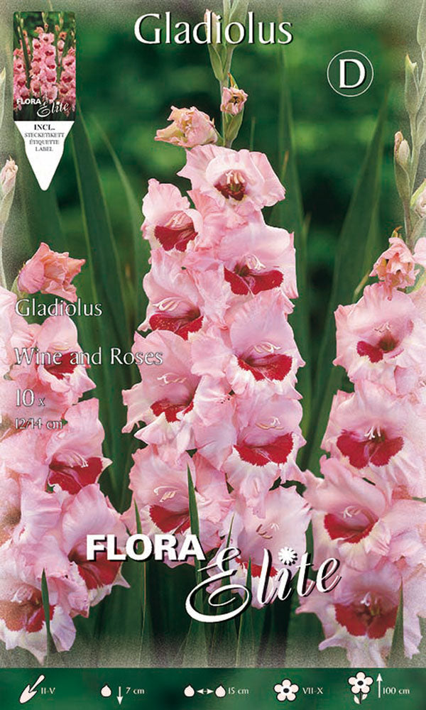 OFFERTA 30 BULBI GLADIOLI A FIORI GRANDI WINE AND ROSES